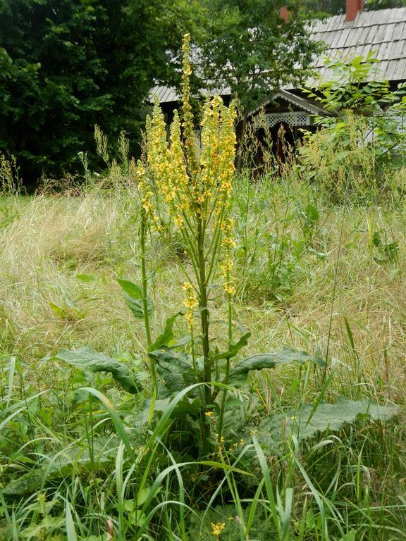 Вилла Agroturystyka U Ostrowskich Chartow Экстерьер фото