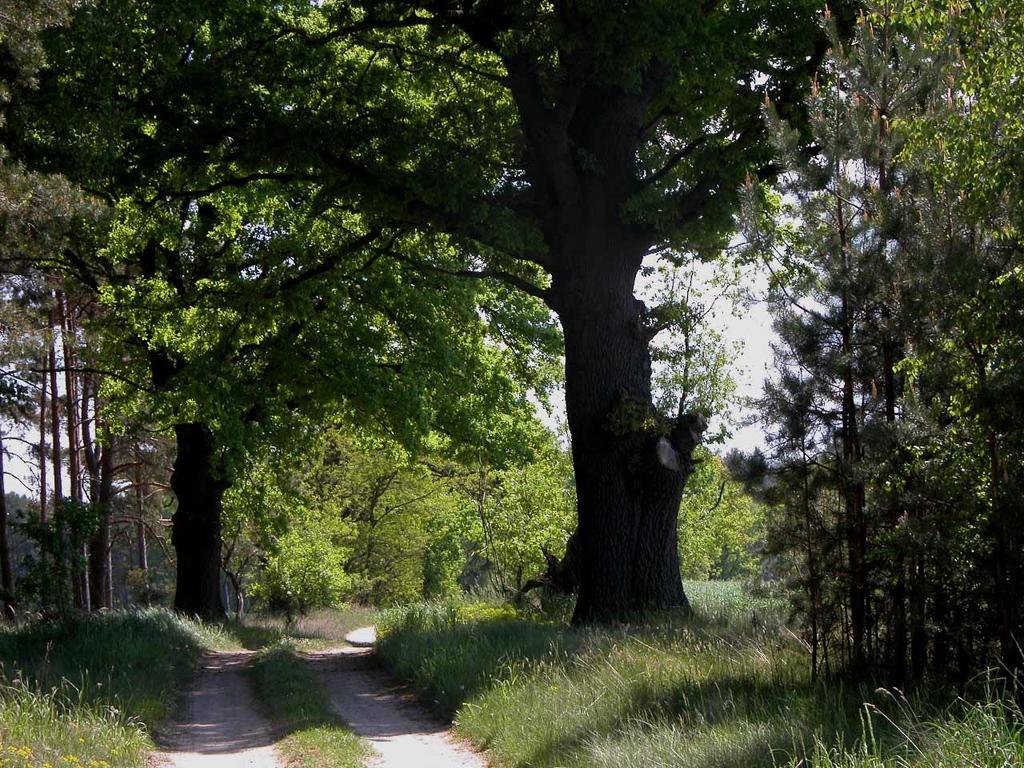 Вилла Agroturystyka U Ostrowskich Chartow Экстерьер фото